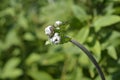 Japanese anemone Koenigin Charlotte